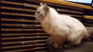 Говорящий кот. Невский маскарадный кот.