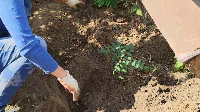 КАМПСИС. КАК И ЗАЧЕМ С НИМ БОРОТЬСЯ? смотреть онлайн