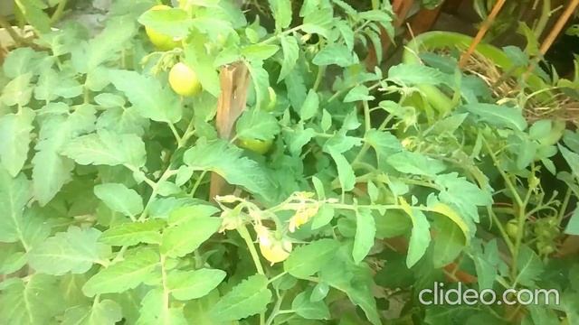 Мои томаты в ведрах - урожай радует! смотреть онлайн