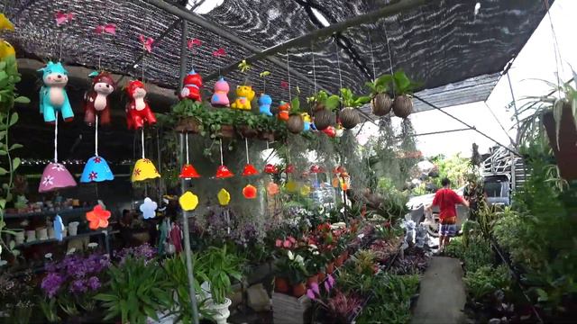 Тайский питомник растений смотреть онлайн