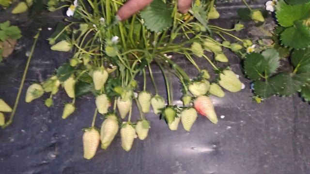 Клубника Роксана смотреть онлайн