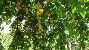 Сверхранняя  #алыча Злато скифов. Сочная и сладкая