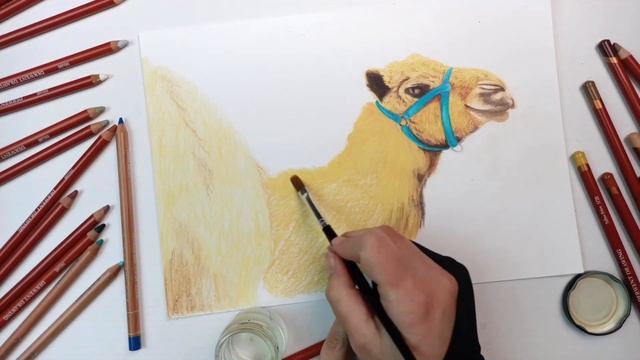 Drawing and Colouring a Camel with Derwent Drawing Pencils смотреть онлайн