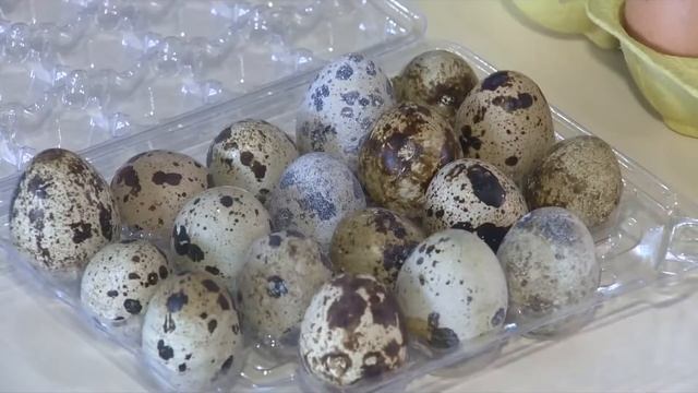 Выращивание перепелов смотреть онлайн