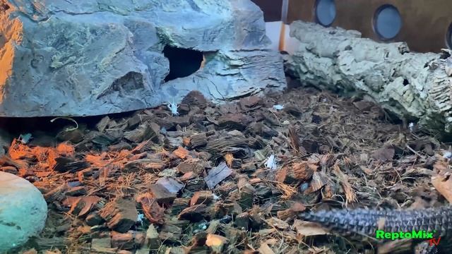 Чем кормить сцинка? Колючехвостая ящерица Egernia stokesii: содержание в домашнем террариуме. смотреть онлайн