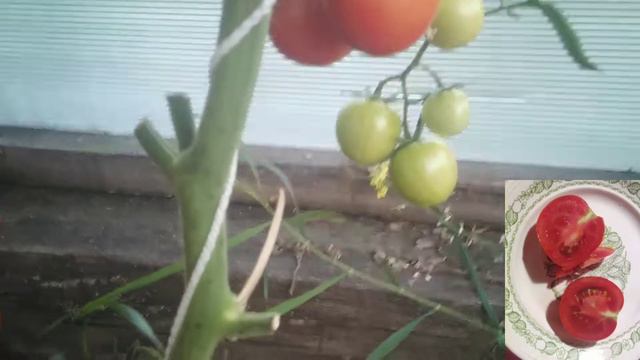 Обзор томатов.  БАРУХ F1