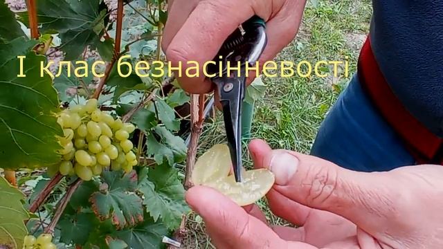 @Виноград Арарат кишмиш в Полтаві. Один із кращих, смачнущий смотреть онлайн