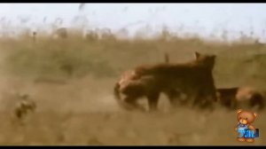 Дикие животные Африки/ Учим диких животных и их звуки/ Развивающее видео для малышей