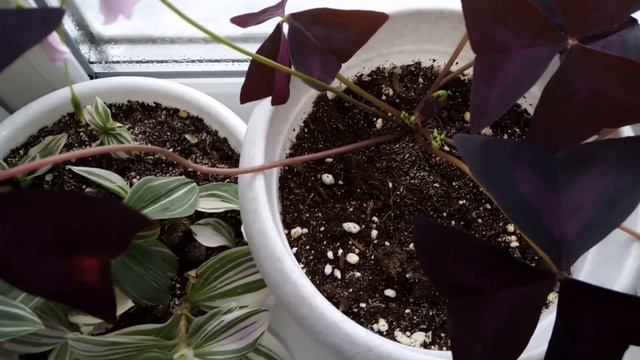 Комнатные цветы - малыши. Оксалис удивил. Обзор рассады на 06.04.2020. смотреть онлайн