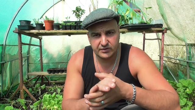 How to grow Pak Choi from seed for a Quick Harvest at Home смотреть онлайн