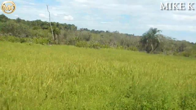 A DAY AS A RICE FARMER IN SIERRA LEONE смотреть онлайн