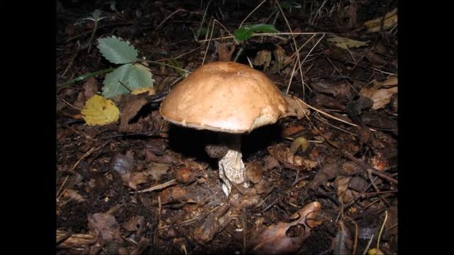 Koźlarek-babka i ...pomrowy Leccinum scabrum and ...slugs смотреть онлайн