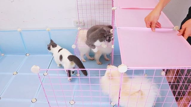 DIY - How To Make Play Area For Pomeranian Puppies & Kitten At Home Ideas - Make Dogs Cats Pet Hous смотреть онлайн