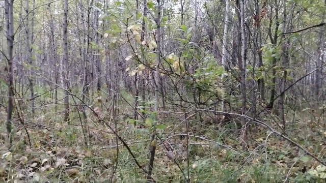 МР 94 на охоте