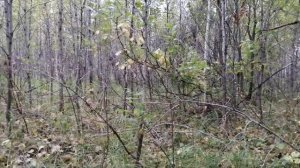 МР 94 на охоте