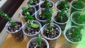 Как размножить миртовое дерево! Размножение мирта.