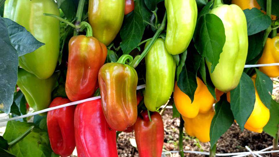 ОЧЕНЬ УРОЖАЙНЫЙ СОРТ СЛАДКОГО ПЕРЕЦА ПЛОДОНОСИТ КАК СУМАШЕДШИЙ! ВСЕГДА СОБИРАЮ УРОЖАЙ ПЕРЦА ВЕДРАМИ! смотреть онлайн