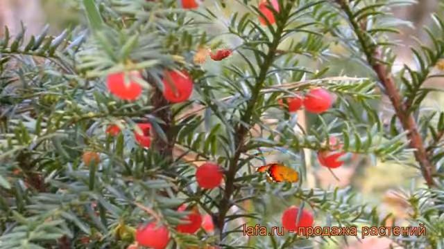 Тисс ягодный Хессей ? ягодный тисс Хессей обзор: как сажать, саженцы тисса Хессей смотреть онлайн