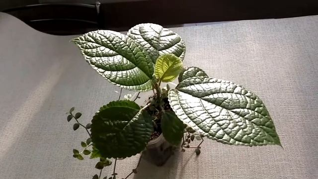 Бомерия или Бемерия. Уход за растением в домашних условиях. смотреть онлайн