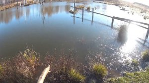 Охота на бобра, ставим капканы. Очень хитрые бобры.