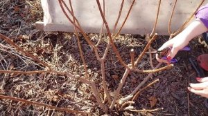 Обрезка метельчатой гортензии Фрайз Мельба.?