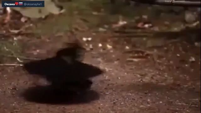 Цыганочка. ? смотреть онлайн
