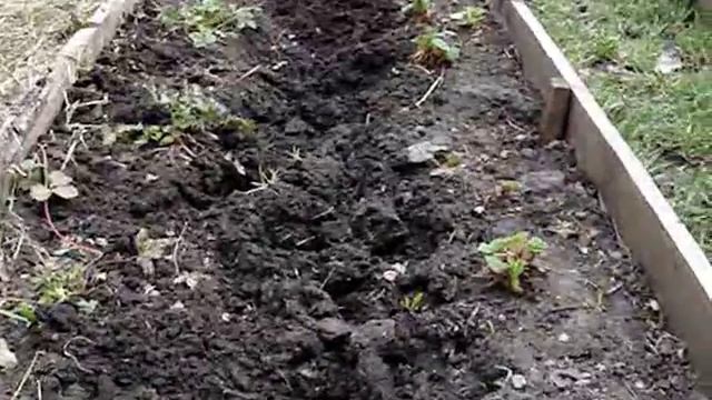 Домашние хлопоты.Лук порей зимует и размножается сам у меня на грядке. смотреть онлайн