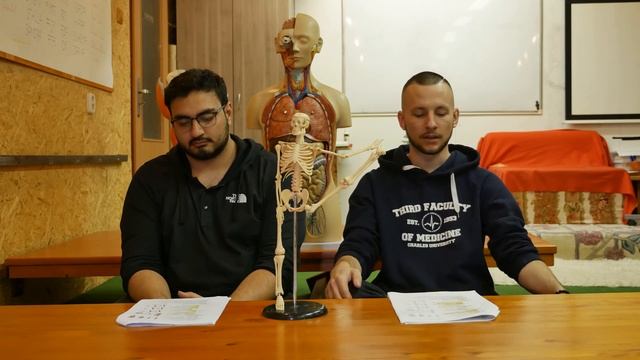 Kosterní sval ...Struktura a funkce lidského těla смотреть онлайн
