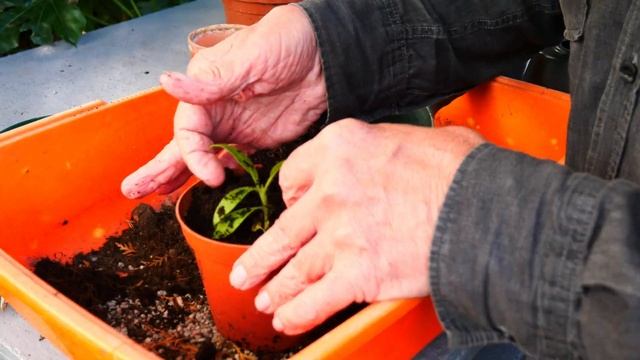 How to Pot On Giant Echium Pininana Seedlings смотреть онлайн