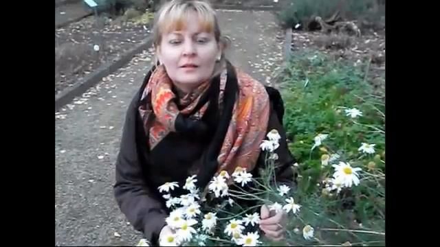 Ополаскиватель волос из ромашки. смотреть онлайн