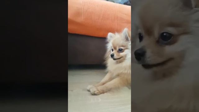 Шпиц просит достать вкусняшку из под дивана смотреть онлайн