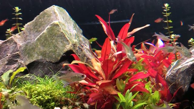 Мой Аквариум смотреть онлайн