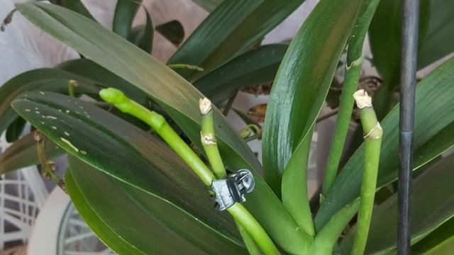 ОРХИДЕИ все в БУТОНАХ от ЭТОГО УДОБРЕНИЯ смотреть онлайн