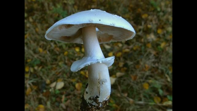 Agaricus sylvicola смотреть онлайн