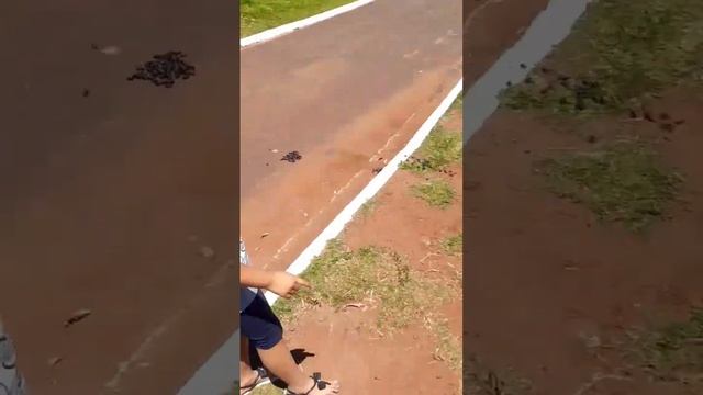 #paraguay #marcospesca #shorts #pantanal #short #capivara #brasil #criança #short #matogrossodosul смотреть онлайн