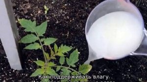 Как часто поливать рассаду помидоров на подоконнике