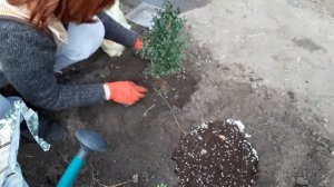 САМШИТ. ПЕРЕСАДКА И УХОД