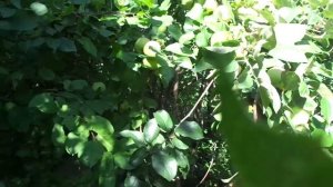 Что делать ,если на Яблони мелкие плоды?