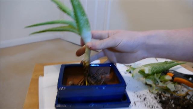 Making An Aloe Vera Bonsai смотреть онлайн