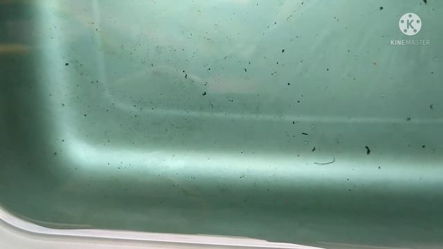 Ternak ikan Rasbora Galaxy Untuk export,bandar kekurangan barang (breeding rasbora galaxy) смотреть онлайн