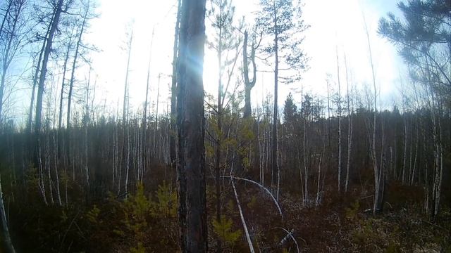 Охота на косулю 2017. Счастливые моменты. Сибирь. смотреть онлайн