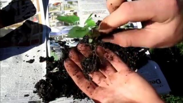 Growing Kiwifruit From Seed - Transplanting смотреть онлайн