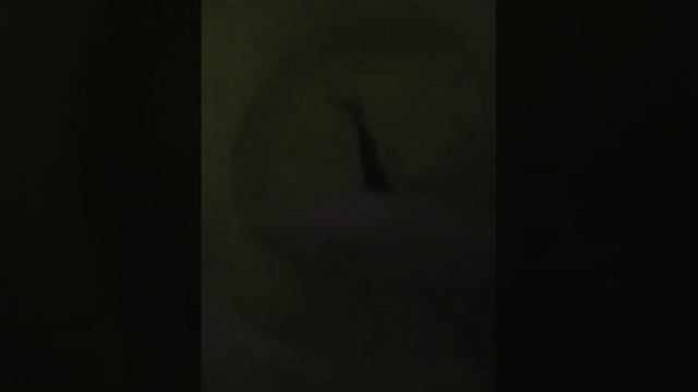 Мой домашний питомец рыбка. Вчера вечером ловили рыбу и были на рыбалке смотреть онлайн