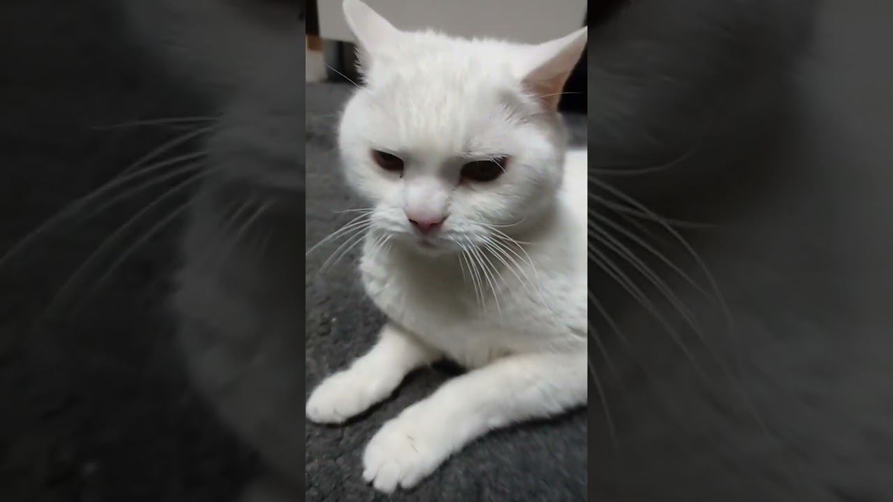 Милый котик @1dymka_ #Shorts смотреть онлайн