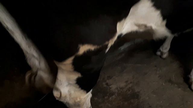 #КОРОВА ПРИШЛА В ОХОТУ# смотреть онлайн