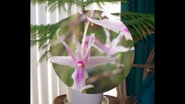 50 Ornamental Plants Existing in Various Countries смотреть онлайн