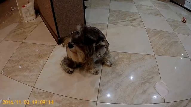 Тайк один дома ( цвергшнауцер шкодный) смотреть онлайн
