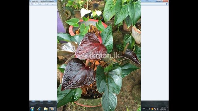 ඇන්තූරියම් අලුත්ම වර්ග හා ඒවාගේ මිල ගනන් | How to grow anthurium | Fast anthurium blooming tips смотреть онлайн