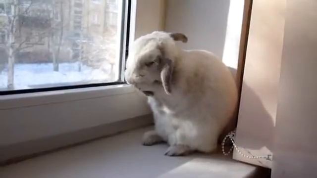 Кролик моет уши смотреть онлайн