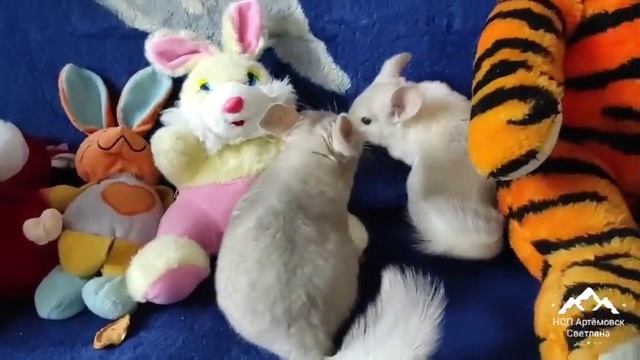 Интересные и забавные шиншиллы с геном Эбони! Chinchilla gene ebony! смотреть онлайн